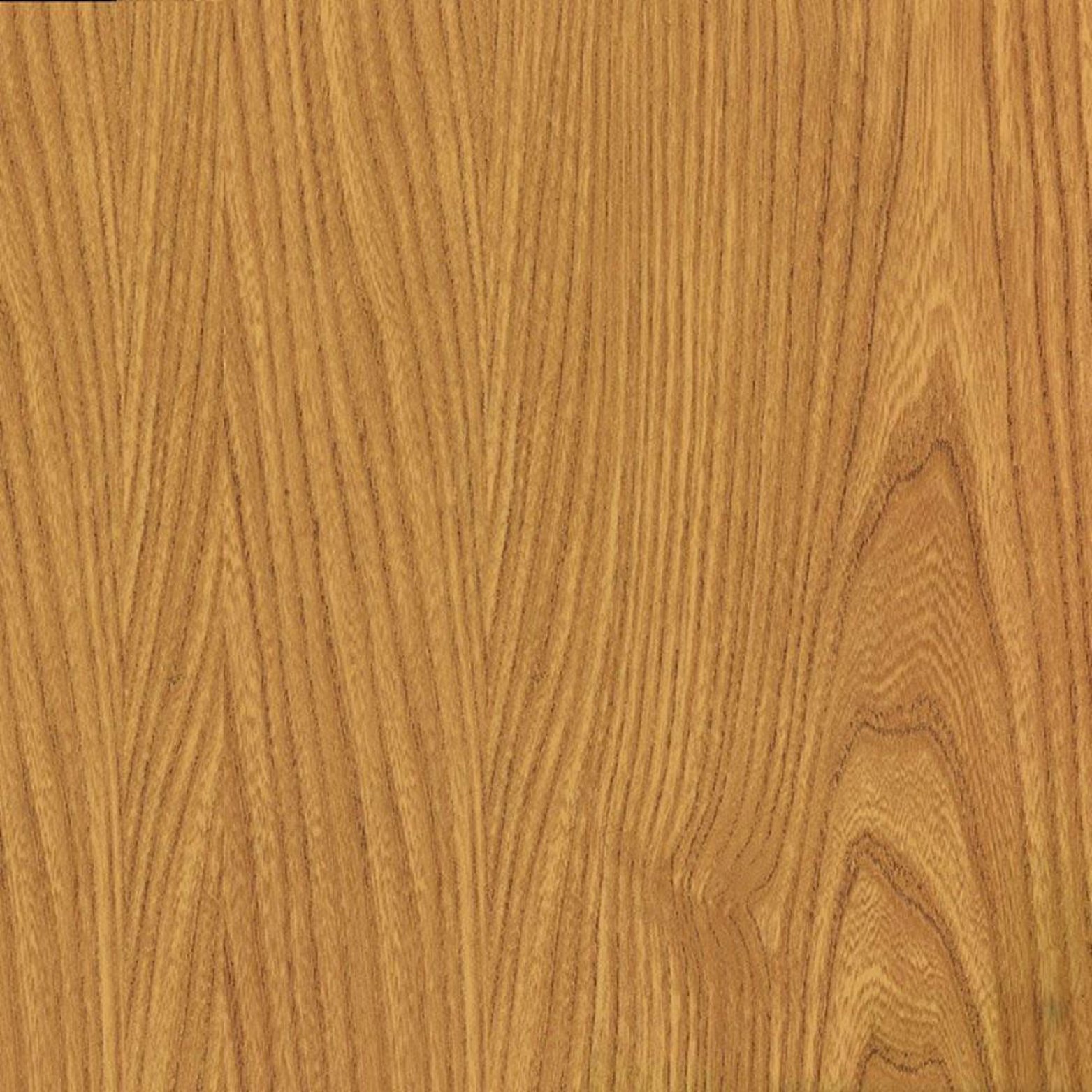 Japanese Elm