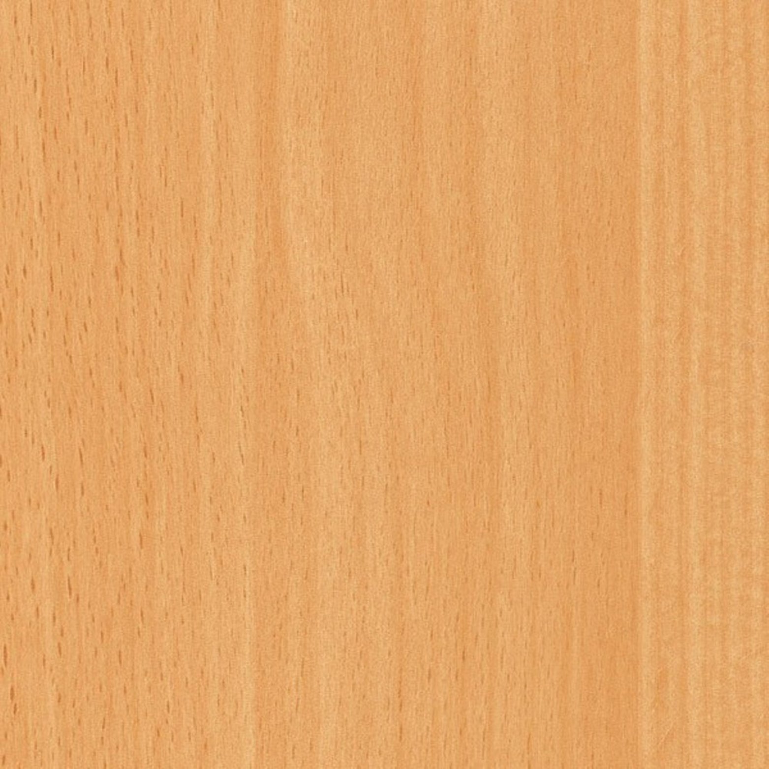 Europeam Beech